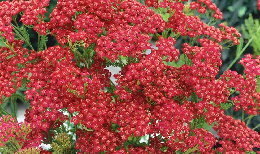 Achillea millefolium 'Cherry Red'