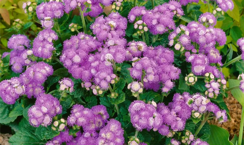 Ageratum houstonianum 'Basso Blue'