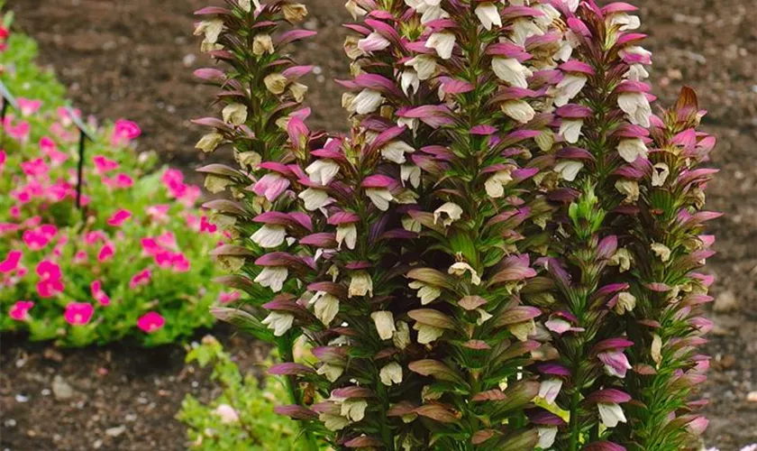 Acanthus mollis 'Morning Candle'