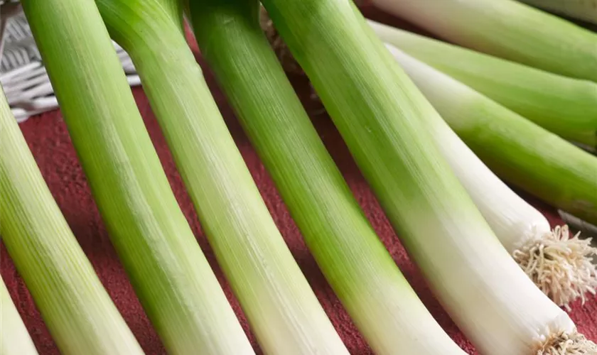 Allium porrum 'Golem'