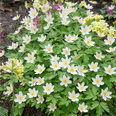 Anemone nemorosa 'Bohemia'