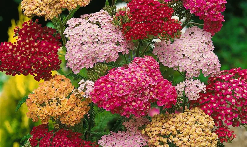 Achillea millefolium 'Colorado'