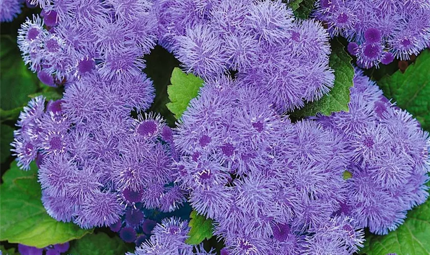 Ageratum houstonianum 'Blaue Kugel'