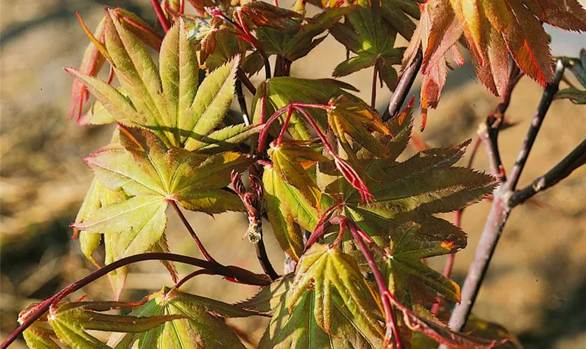 Acer palmatum 'Wendy'