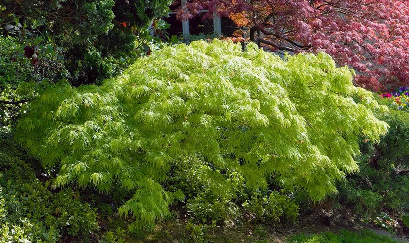 Acer palmatum 'Green Lace'