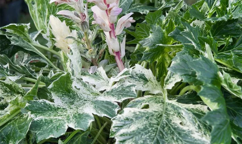 Acanthus mollis 'Whitewater'