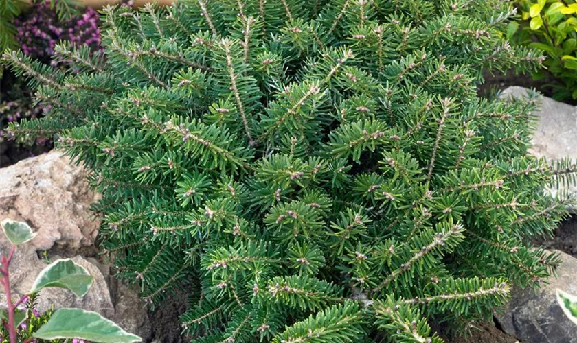 Abies koreana 'Compacta'