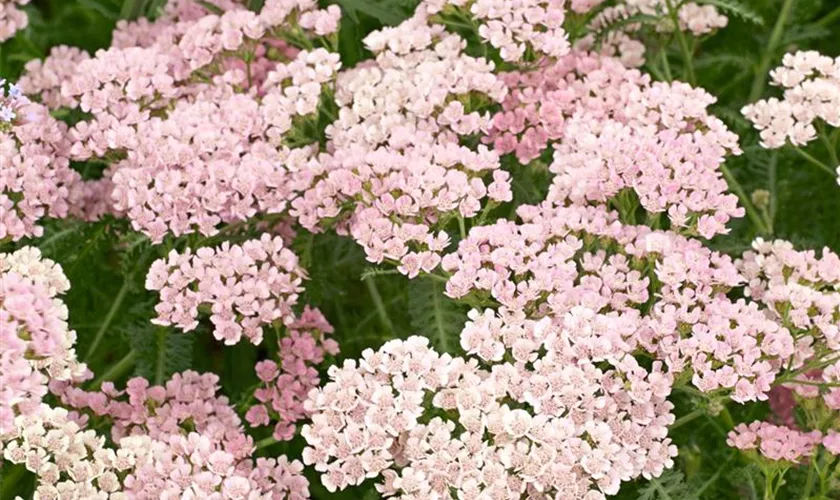 Achillea millefolium 'Coral Beauty'