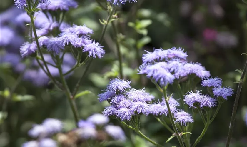 Ageratum houstonianum 'Schnittwunder'