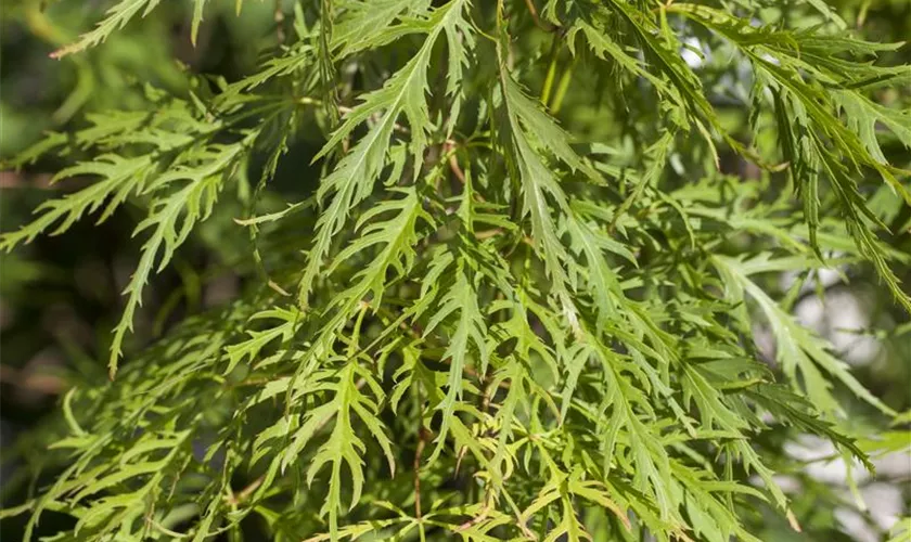 Acer palmatum 'Dissectum Flavescens'