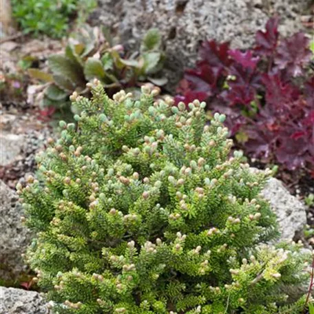 Kegeltanne 'Prostrata'