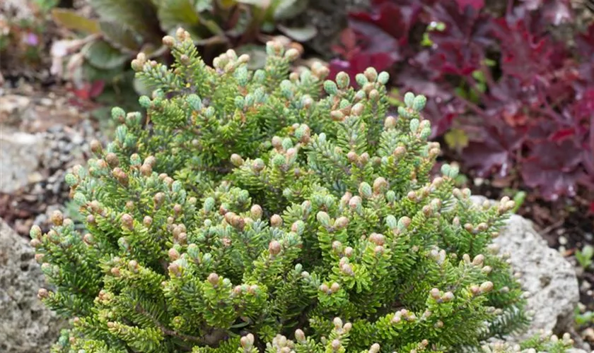 Abies fraseri 'Prostrata'