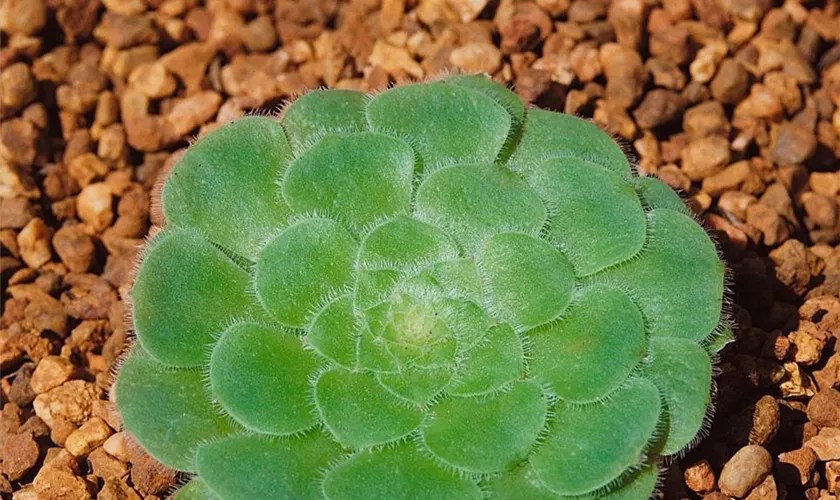 Aeonium haworthii