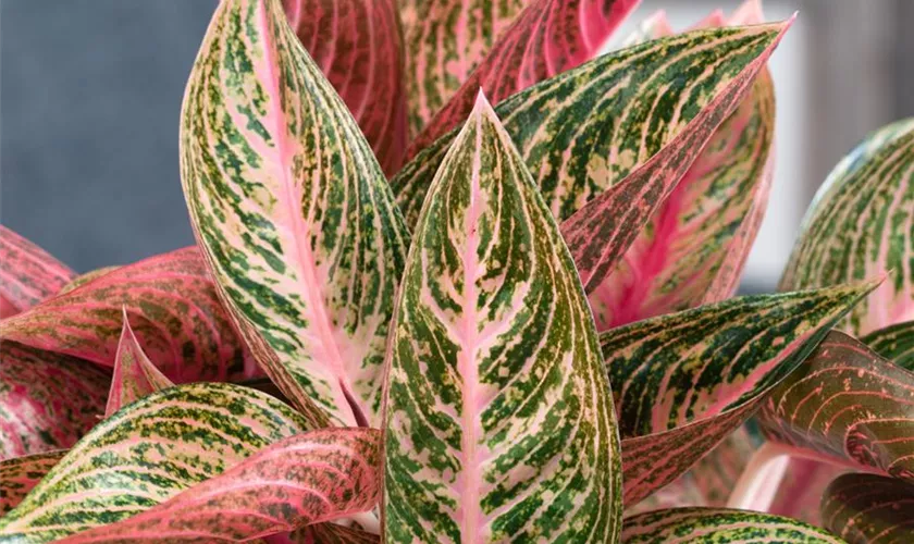 Aglaonema commutatum 'Butterfly'