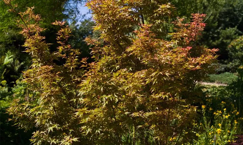 Acer palmatum 'Wilson´s Pink Dwarf'