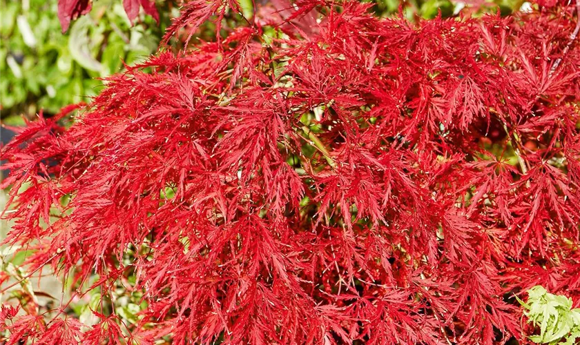 Acer palmatum 'Green Hornet'