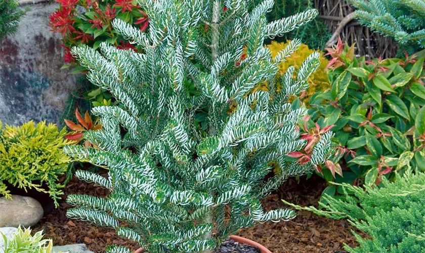 Abies koreana 'Festival'