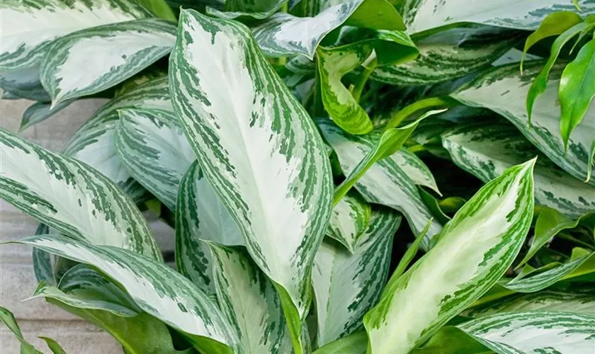 Aglaonema commutatum 'Cleopatra'