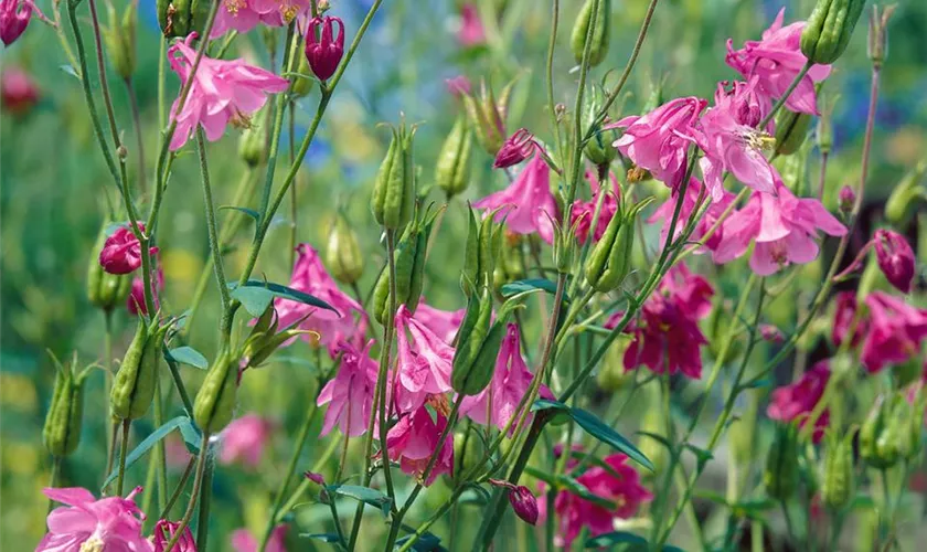 Aquilegia vulgaris 'Woodside Gold'