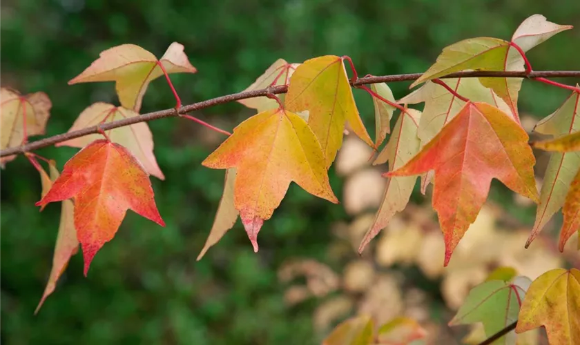 Acer buergerianum