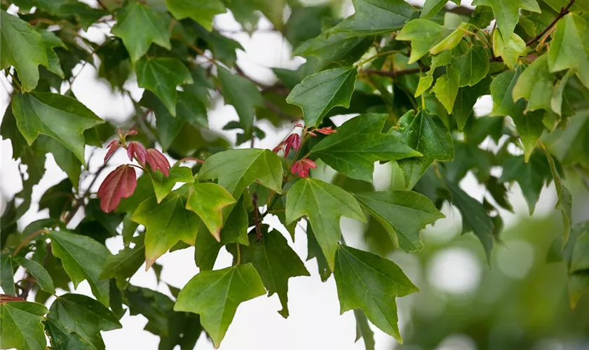 Acer buergerianum 'Koshi-miyasama'