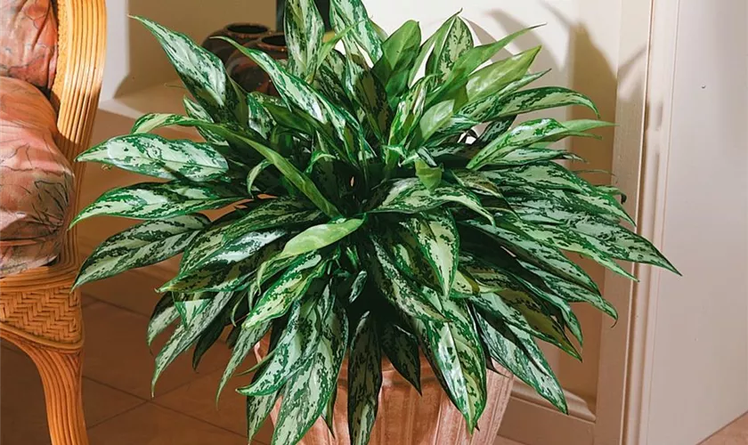 Aglaonema commutatum 'Green Line'