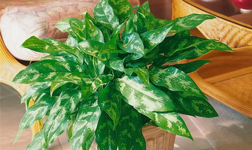 Aglaonema commutatum 'Maria'