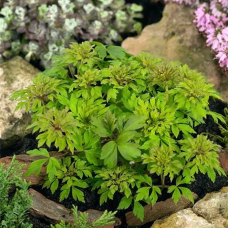 Anemone nemorosa 'Monstrosa'