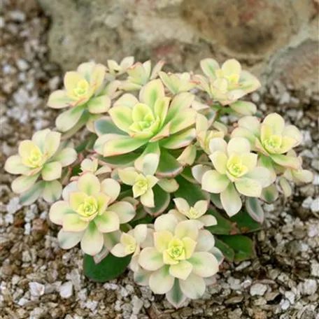 Aeonium 'Kiwi'