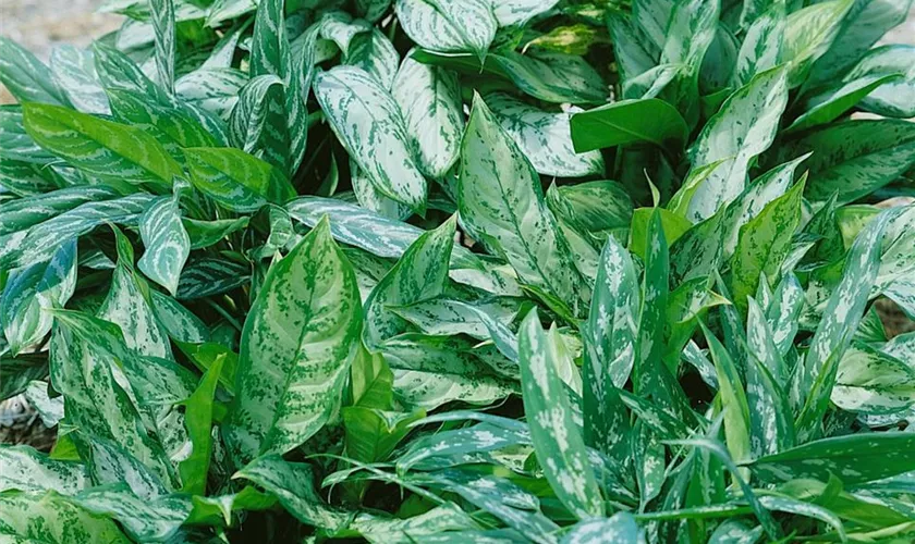 Aglaonema commutatum 'Peacock'