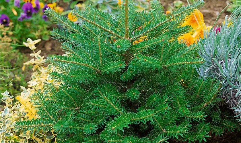 Abies koreana 'Brevifolia'