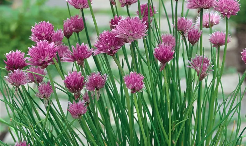 Allium schoenoprasum 'Forescate'