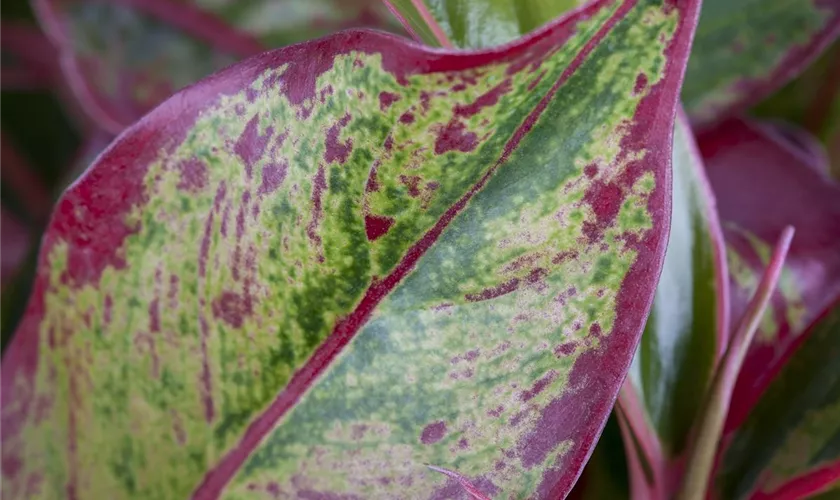 Aglaonema commutatum 'Prestige'