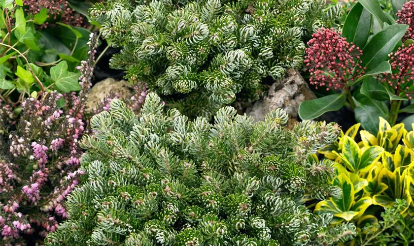 Abies koreana 'Alpine Star'