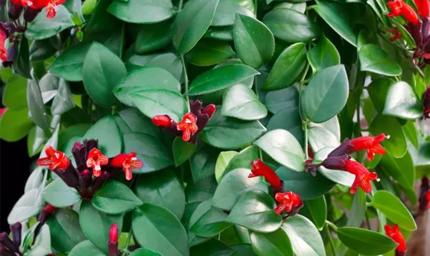 Aeschynanthus radicans 'Caroline'