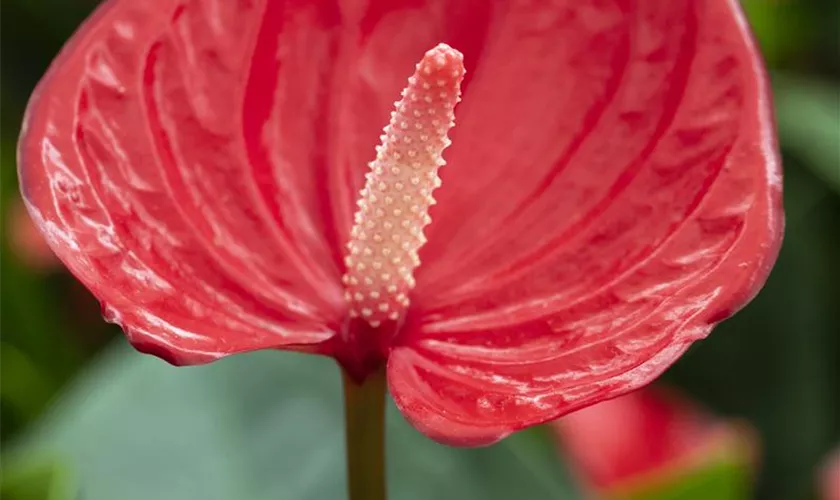 Flamingoblume 'Red Explosion'