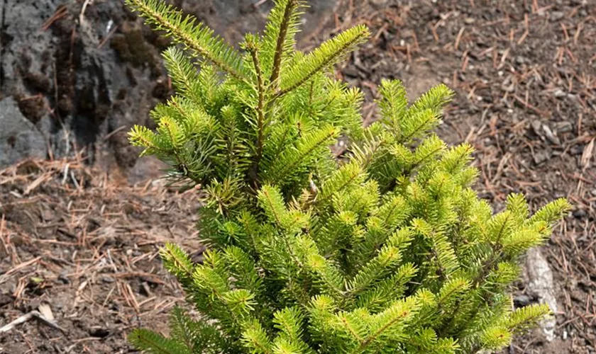 Abies koreana 'Golden Glow'