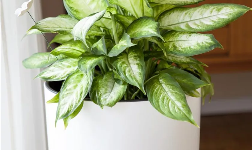 Aglaonema commutatum 'Silver Moon'