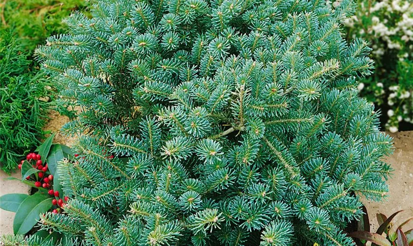 Abies koreana 'Blauer Pfiff'