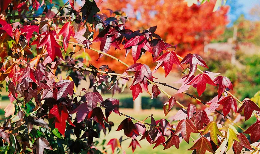 Acer buergerianum 'Shirley Debacq'