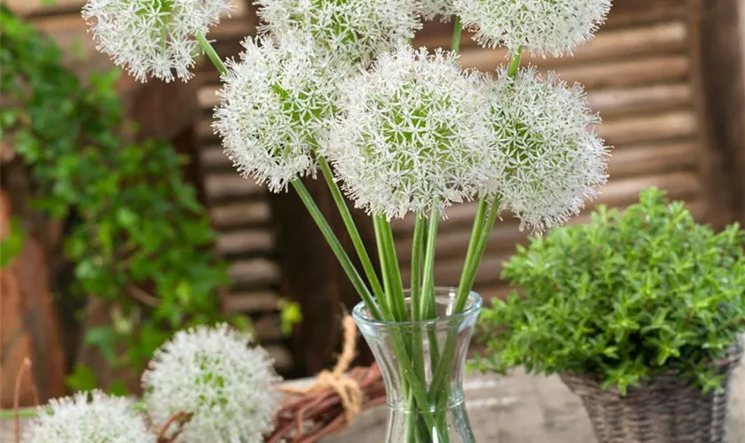 Allium stipitatum 'Mount Everest'