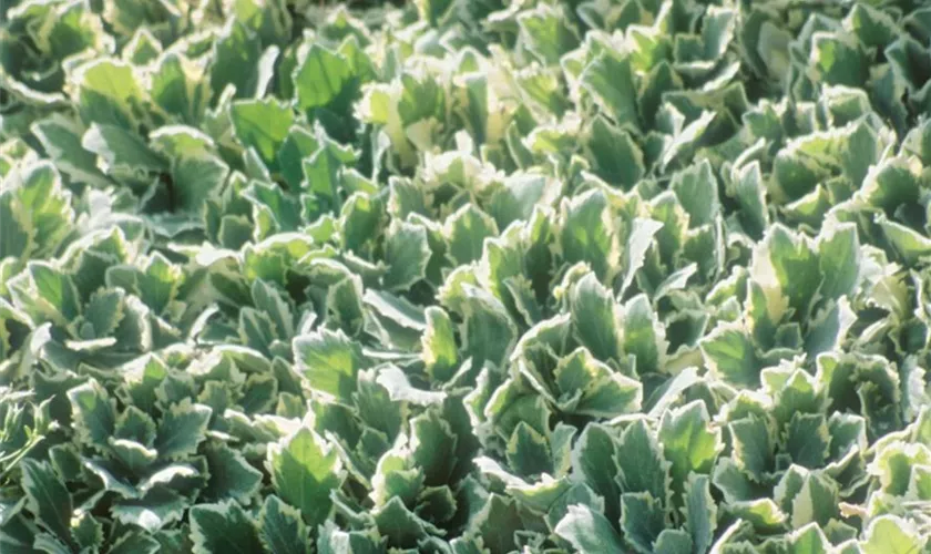 Buntblättrige Garten-Gänsekresse 'Arctic Joy'