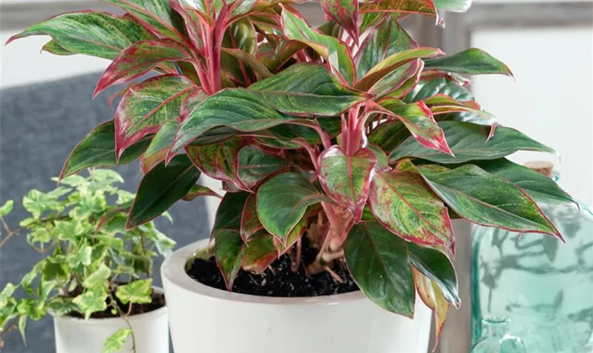 Aglaonema commutatum 'Suzy'