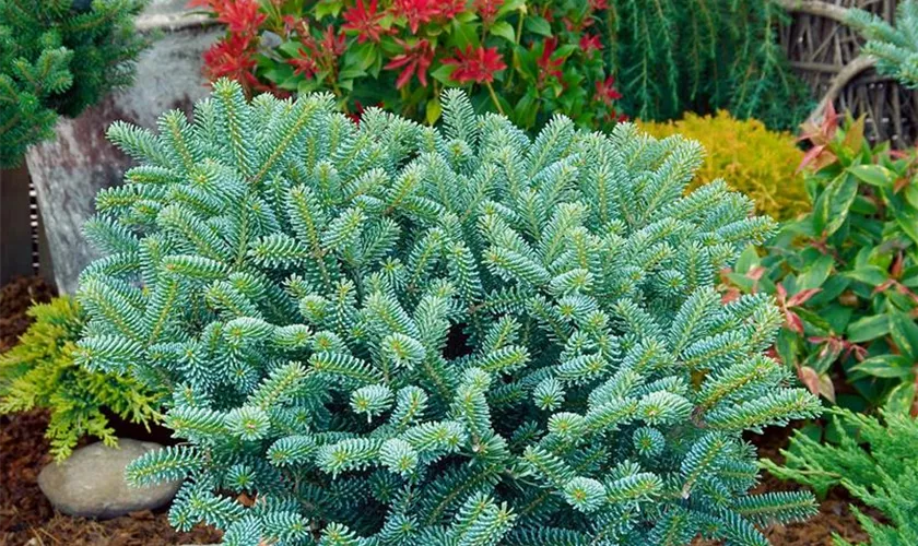 Abies koreana 'Blue Emperor'