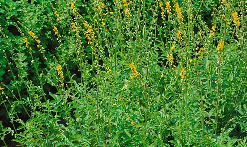 Agrimonia eupatoria