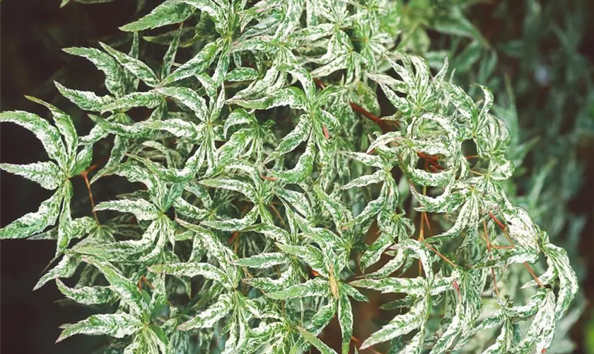 Acer palmatum 'First Ghost'