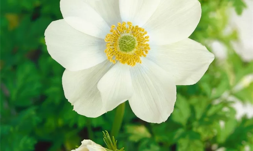 Anemone rupicola