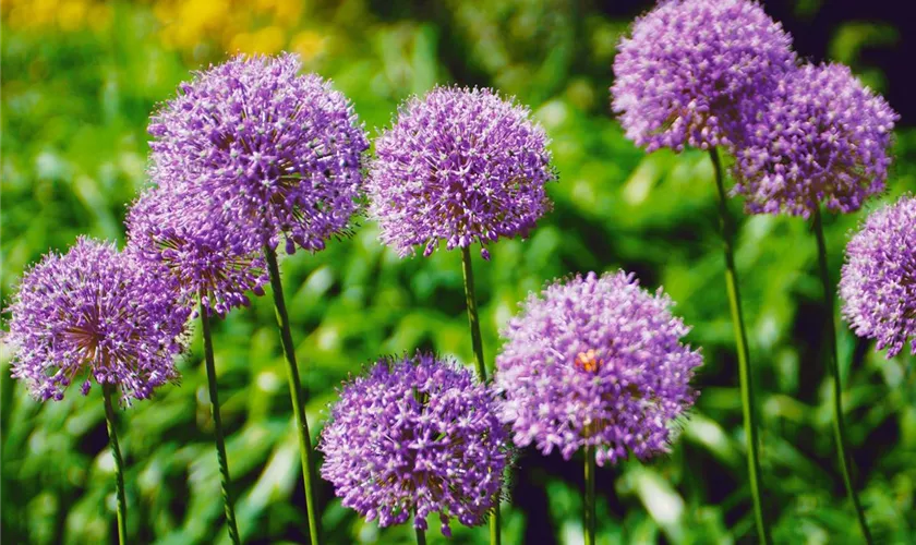 Allium 'Summer Drummer'